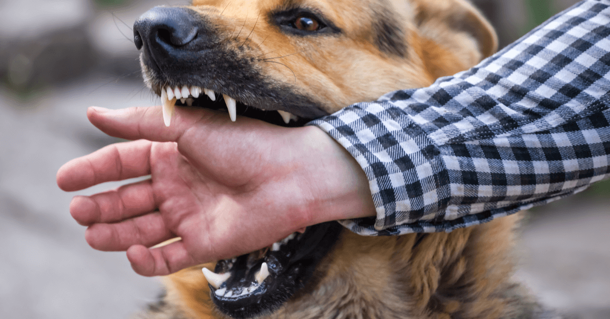 Dog Bite Attack Attorney - Jesse Davidson, P.A.